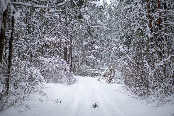 Photo by Rokas Lukoševičius / 15 minute photo / Forest after the snow