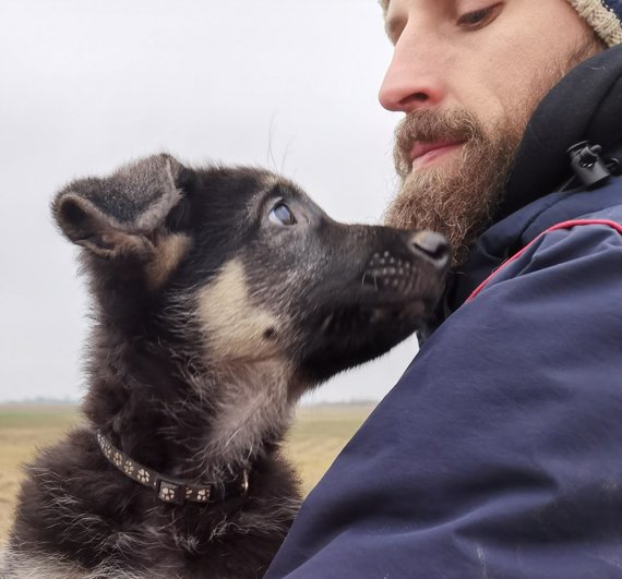 Personal file photo Eastern European Shepherd together with the owner