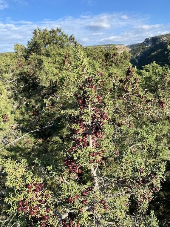 Juniper groves personal archive photo