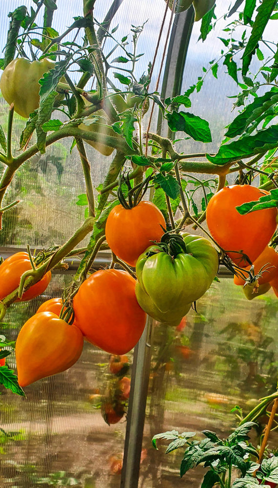 Personal file photo / Tomatoes