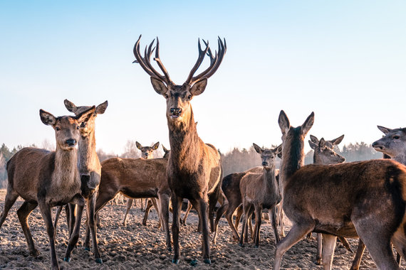 Photo by Jurgita Anusauskienė / Deer Farm