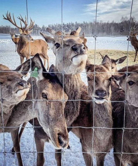 Photo by Valdas Liumarovs / Deer Farm