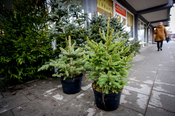 Photo by Vidmantas Balkūnas / 15 min photo / Christmas tree trade 