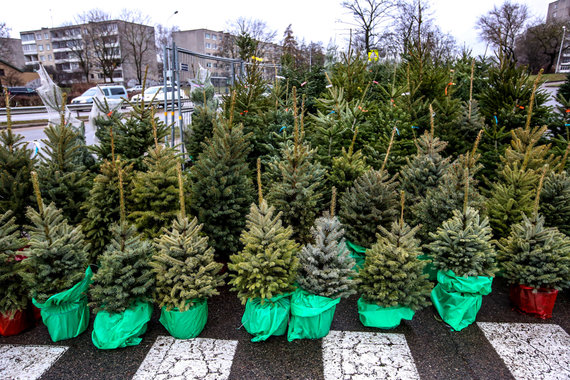 Photo by Vidmantas Balkūnas / 15min photo / Christmas Trees