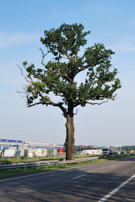 Wikimedia Commons / Public Domain Photo / Wrinkled Oak