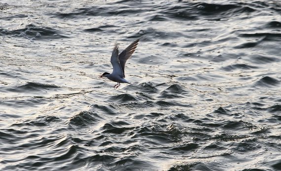 Alvydas Januševičius / 15min photo / Holy sins and hopes disappear in the waves of the Baltic for centuries