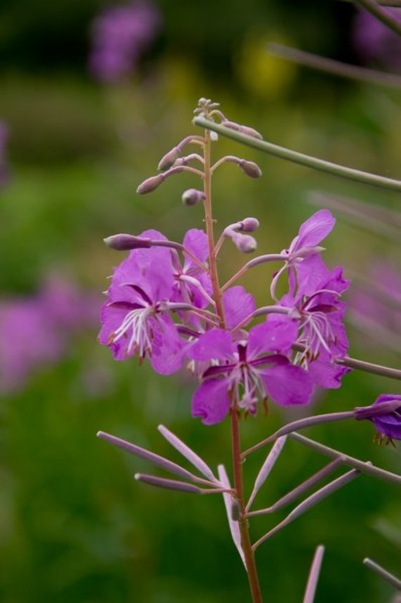 Photo of the report authors / Npilobium angustifolium