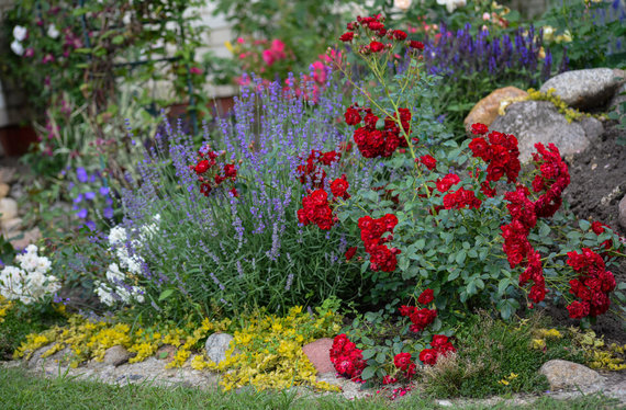 Photo by G.Navickaitė / Roses grown by M.Zapolska