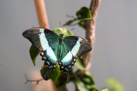 Photo album of the personal album / Tropical butterfly exhibition