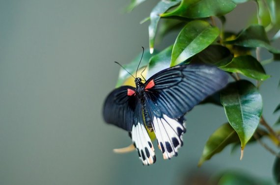 Photo album of the personal album / Tropical butterfly exhibition