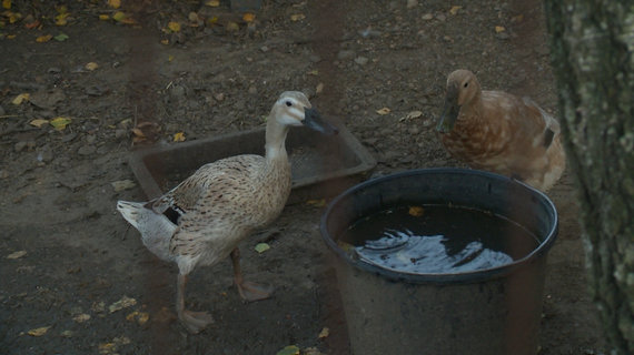 Photo by LNK / birds by R.Mikelkevičiūtė