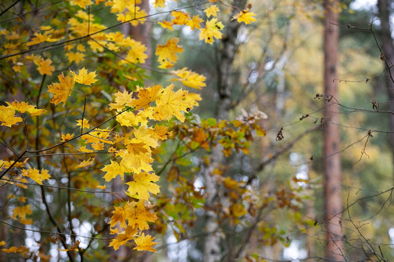 Sigismund Gedvila / 15min photo / Autumn leaves