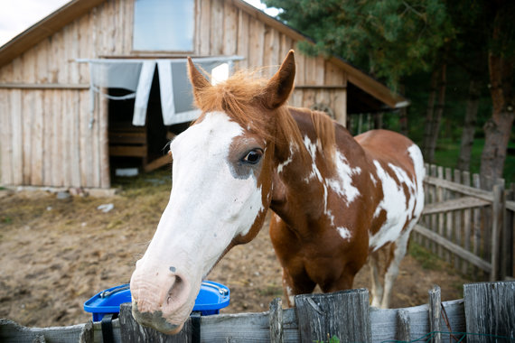 Sigismund Gedvila / 15min photo / Angelica Kedar's Farm