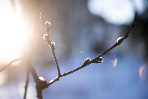 Sigismund Gedvila / 15 min photo / The true prophets of spring tree buds