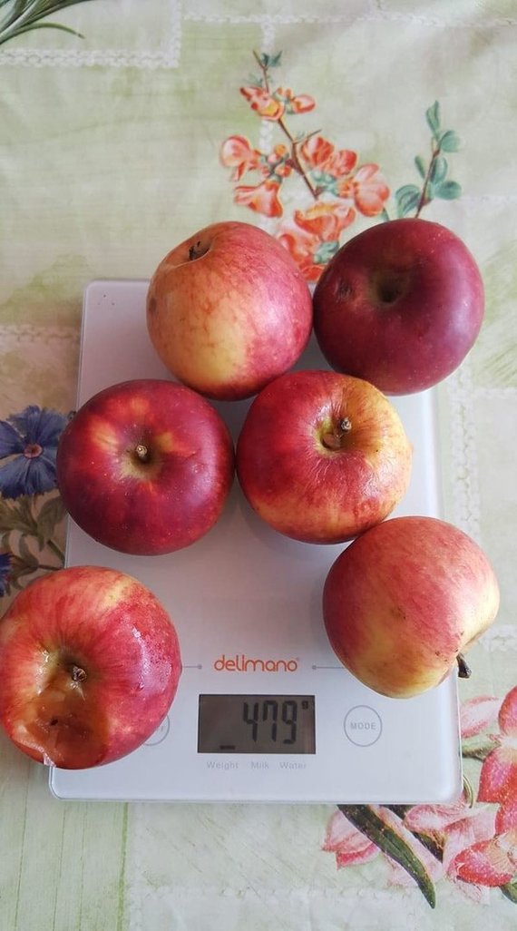 Reader photo The content of the free food ration: bad apples