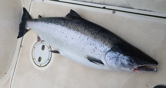 photo from personal album / 15 kg of salmon caught in the Baltic Sea