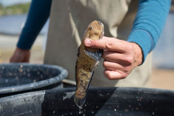 Western Express Photo / Here is a fish so small that it does a lot of damage to our conventional fish.