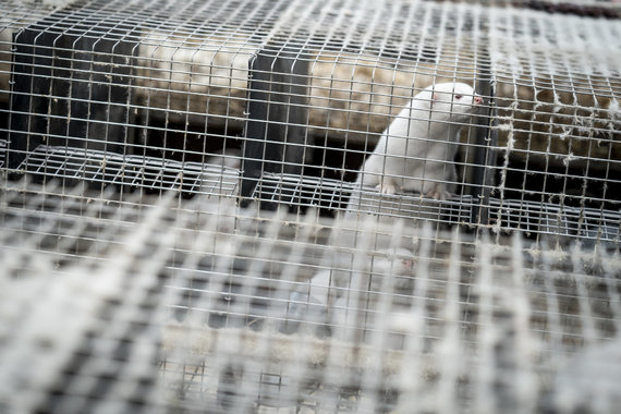 Scanpix / AP photo / Danish mink