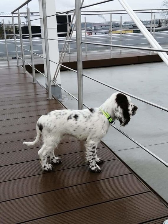 Lithuanian Customs Photo / Lithuanian Customs Acquires New Dog - English Spinger Spaniel Bitch Yoga