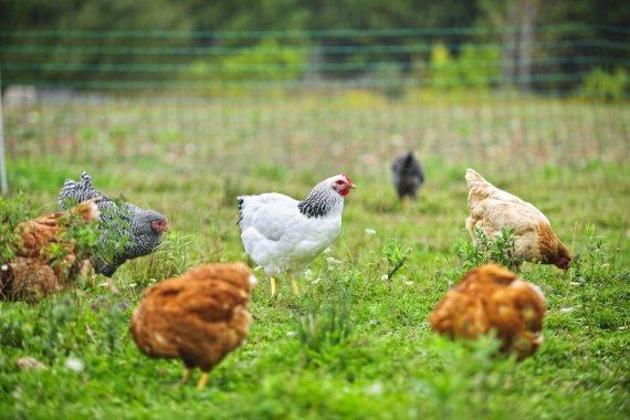 Photo from 123RF.com / Chickens in the meadow