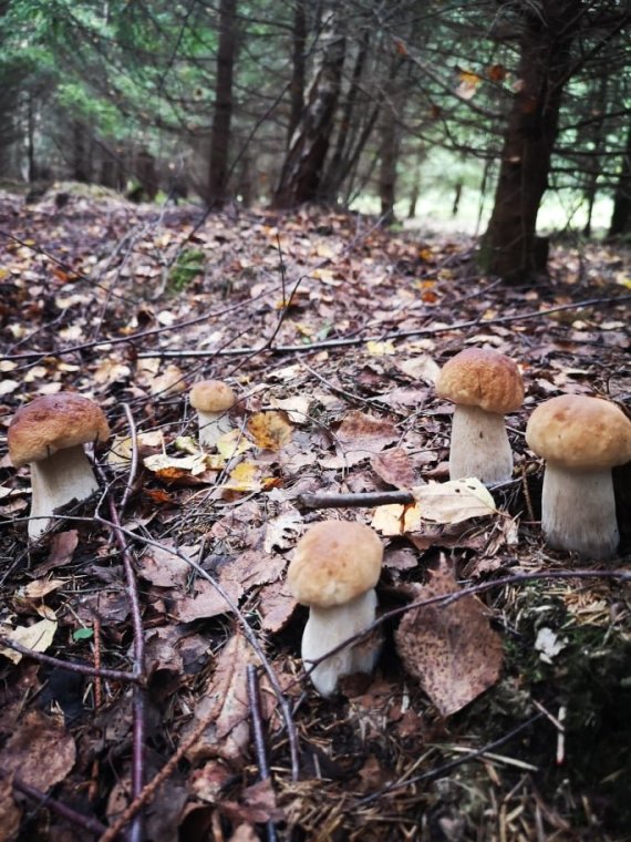 Personal archive photo Mushrooms in the Anykščiai district