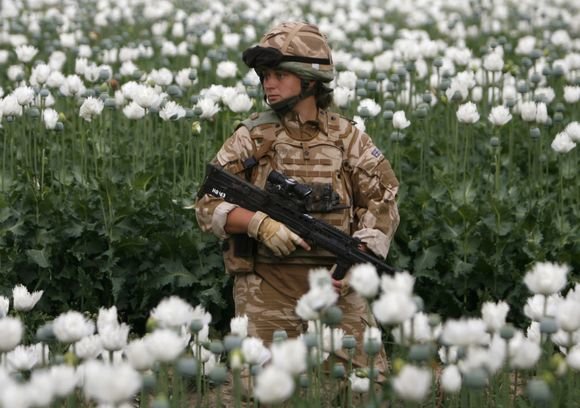 „Reuters“/„Scanpix“ nuotr./Britų karys Afganistano aguonų lauke
