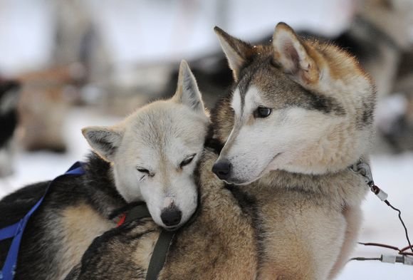AFP/„Scanpix“ nuotr./Po įtemptų varžybų Sibiro haskis ilsisi pasirėmęs į kitą šunį