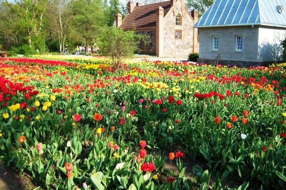 K.Tomkevičiūtės nuotr./Ankstesnės Tulpių žydėjimo šventės akimirka