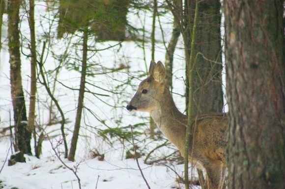 Marijano Medinskij/15min.lt nuotr./Šiukšlinamoje teritorijoje ganosi stirnaitės.