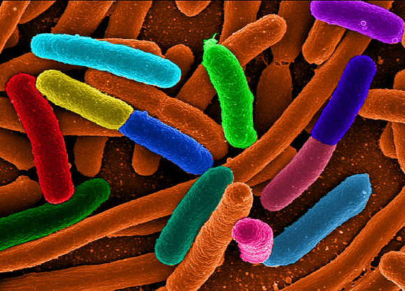 Wikimedia.org nuotr./E.coli bakterija