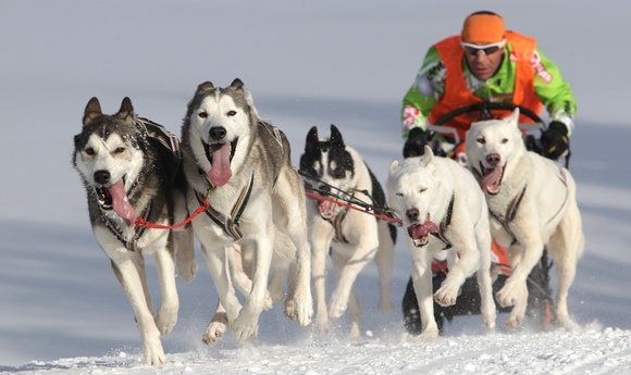 AFP/„Scanpix“ nuotr./Šunų kinkinių lenktynių akimirka