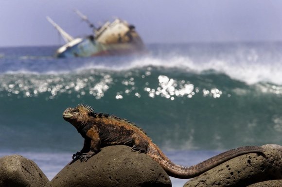 AP nuotr./Iguana Galapaguose