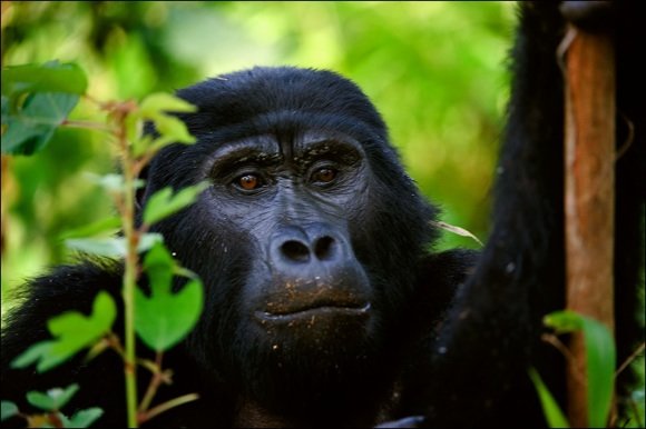 123rf.com nuotr./Į Virunga kalnus keliautojai traukia pamatyti nykstančių gyvūnų - kalnų gorilų.