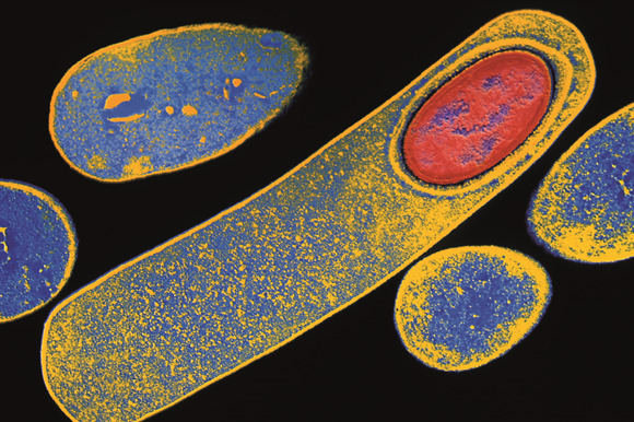 Clostridium difficile