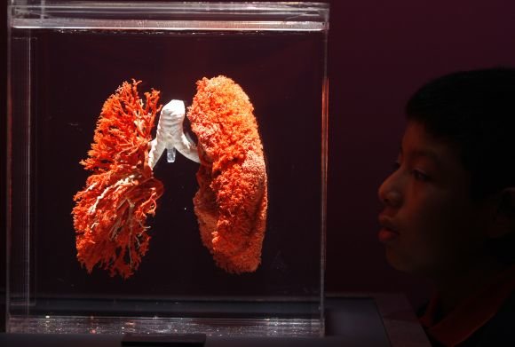 „Reuters“/„Scanpix“ nuotr./Žmogaus plaučiai