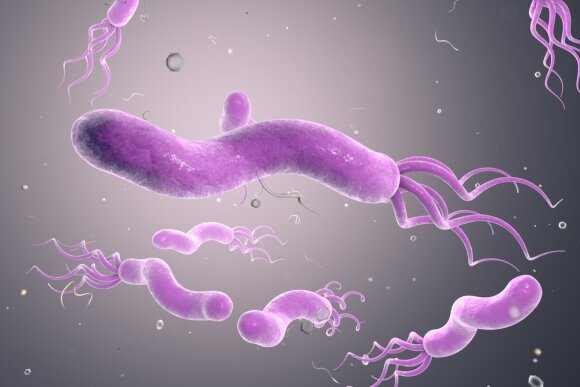 Shutterstock nuotr./H.pylori bakterija