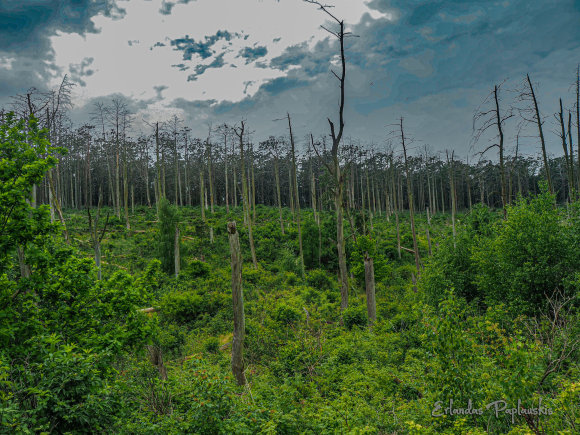 Erlando Paplaskio nuotr./Erlando Paplauskio pasidalinta fotografija iš Juodkrantės kormoranų kolonijos. Joje įamžinta, kaip atgyja miškas