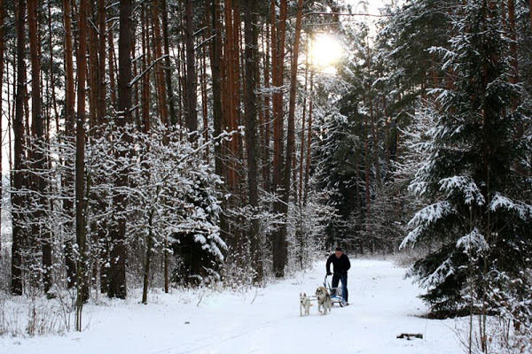 K.Žukausko nuotr./Kernavėje žiemą privaloma pasivažinėti šunų kinkiniais