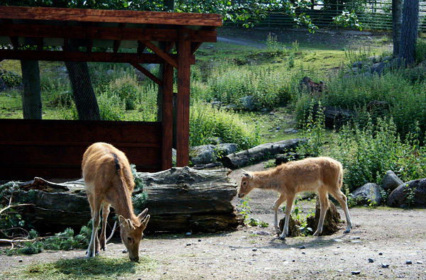 Helsinkio Zoologijos parkas / Parko nuotr.