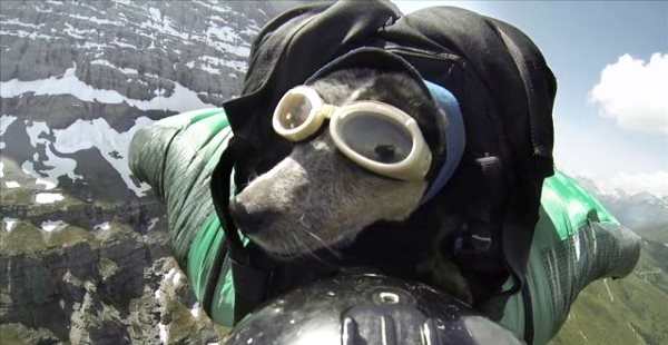 Pirmasis pasaulyje „wingsuit“ šuolis su šunimi 