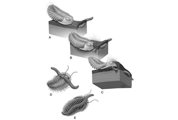 Stacy Turpin Cheavens, Universit Missouri iliustr./Trilobitai