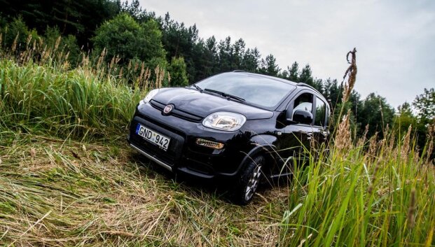Kalnų ožys, vardu &bdquo;Panda&ldquo;