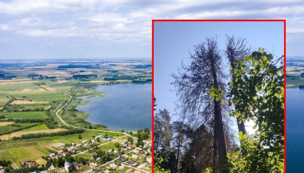 Lietuvos rekordą pasiekusi eglė staiga nudžiūvo: įtaria klastingą kenkėją