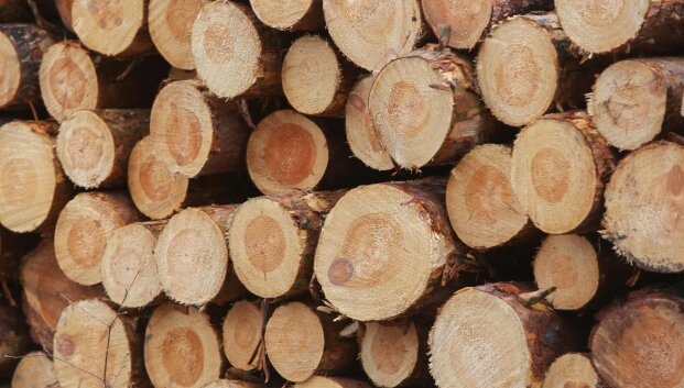 Vyriausybė at&scaron;aukia valstybinės medienos pardavimo ribojimus, keičia aukcionų tvarką