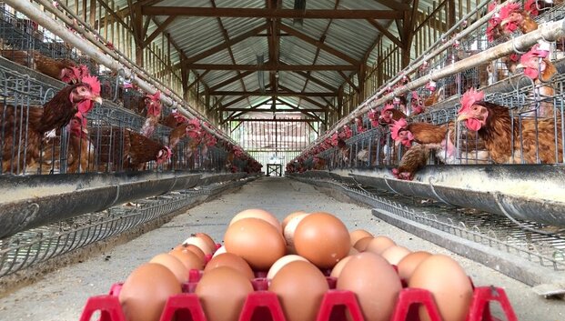 Narvuose auginamų vi&scaron;tų kiau&scaron;iniai tyliai sugrįžo į prekybą: tarp verslų &ndash; žinomi vardai