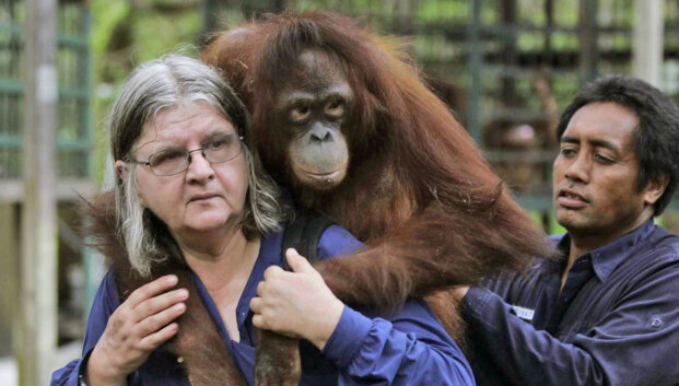 Birutę Galdikas prisimenant: &bdquo;Orangutanai &ndash; mano likimas&ldquo;