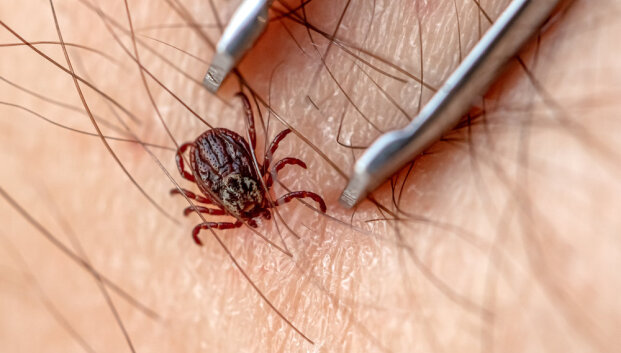 Erkės neturi akių, bet žmogų randa be vargo: kaip jos tai padaro?
