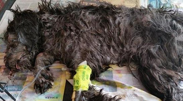 Šiukšlių spaustuve mirtinai sužalotas šuo Billy