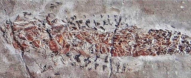 Plymuto universiteto nuotr./Kitoje fosilijos pusėje matomas žuvies, kurią apsiviję kalmaro čiuptuvai, kūnas
