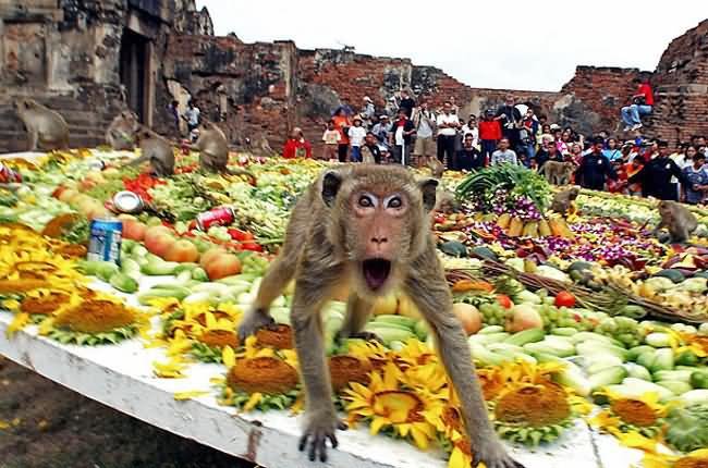 „Monkey Buffet Festival“ / „BUMS on BEDS“ archyvo nuotr.